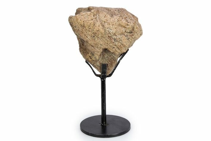 Dinosaur (Triceratops) Frill Shield Section - South Dakota #340108